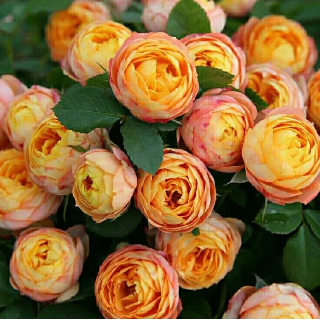 180盆【浪漫宝贝】月季玫瑰云南盆栽原盆带花苞发货阳台庭院好养