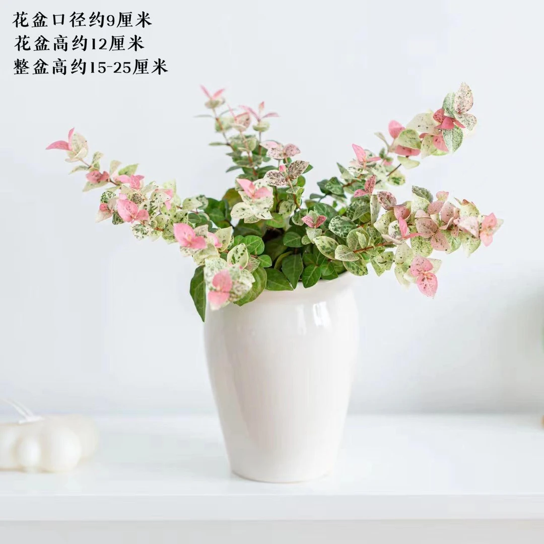 彩叶花叶络石盆栽室内爬藤植物办公室桌面花卉耐寒耐热好养活绿植