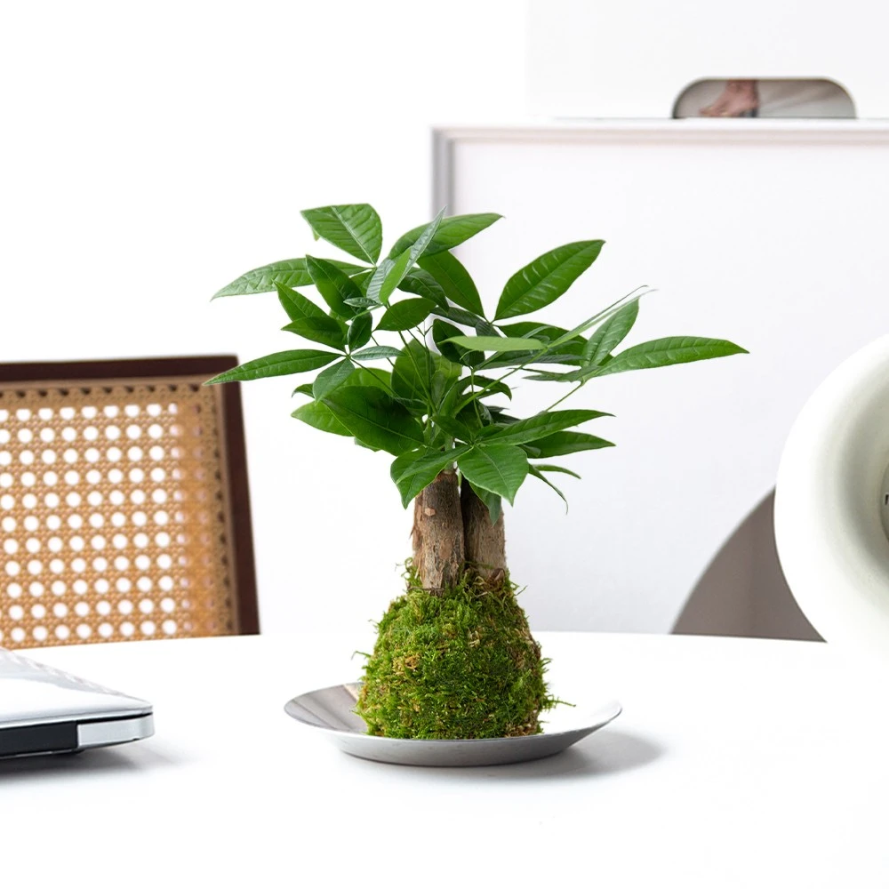 三杆发财树苔藓球盆景室内水养绿植净化空气吸甲醛盆栽水培植物