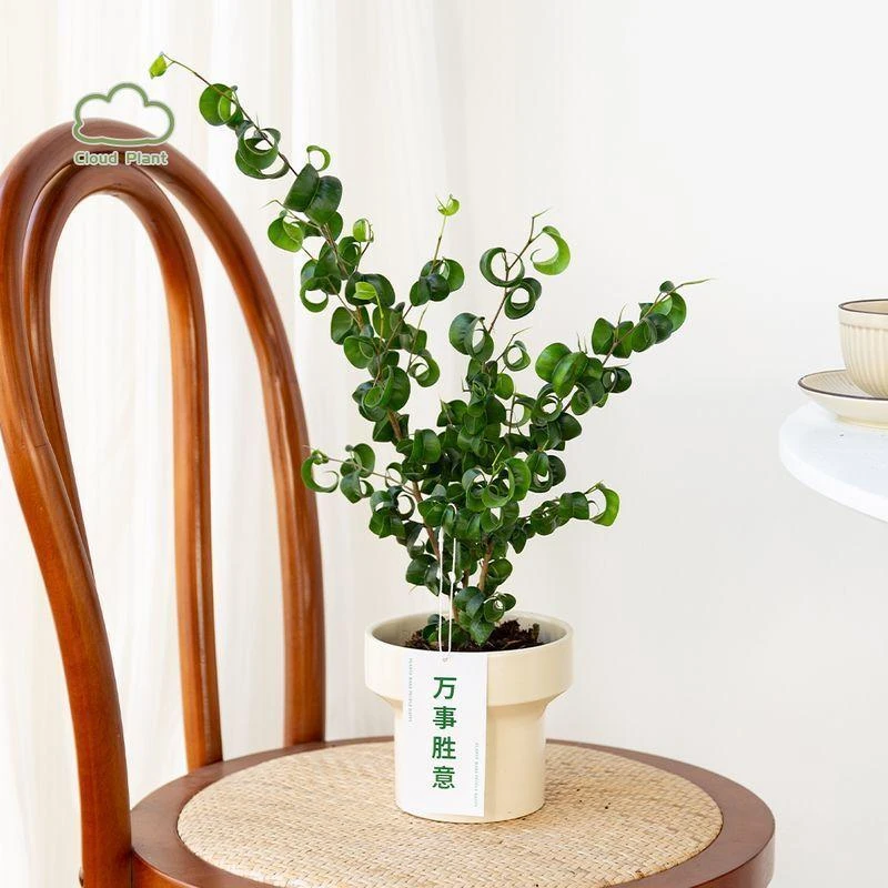 白云植物工作室 |卷福盆栽卷叶榕室内盆栽花卉桌面绿植网红礼物花