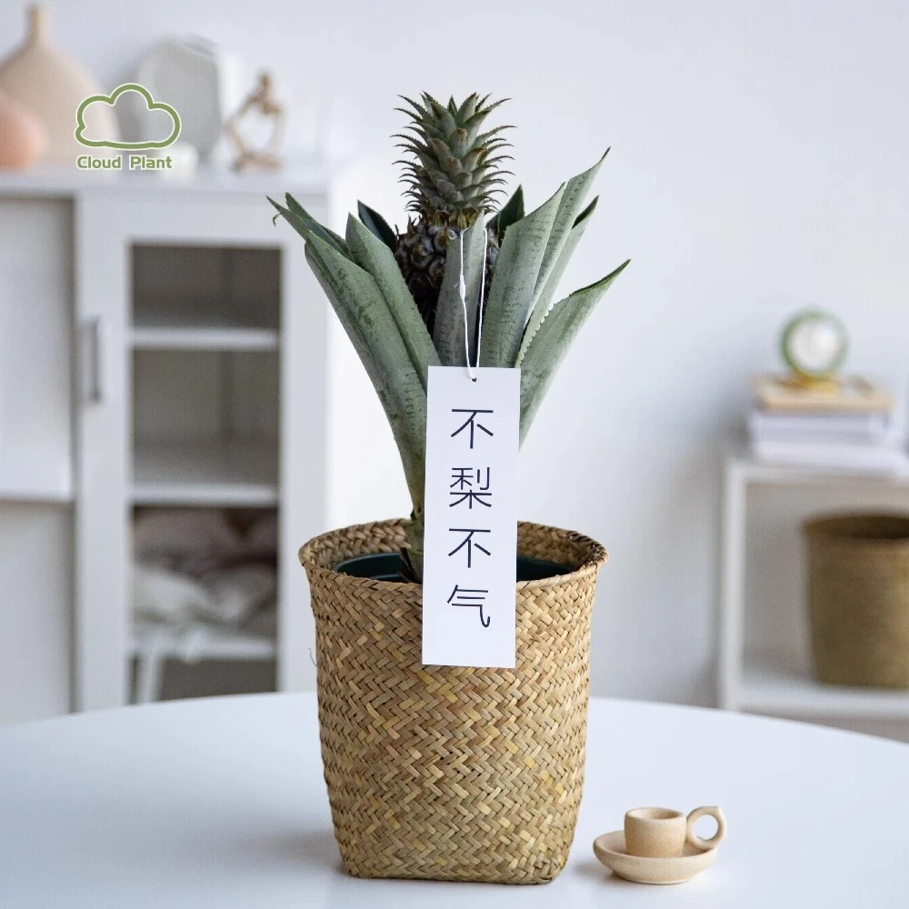 白云植物 | 菠萝盆栽水果可食用创意礼物送人桌面绿植大颗凤梨花