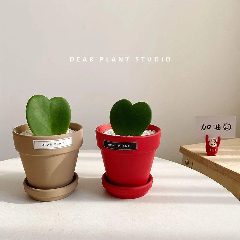 一片心桌面绿植小盆栽办公桌趣味多肉植物懒人防辐射情人礼物七夕