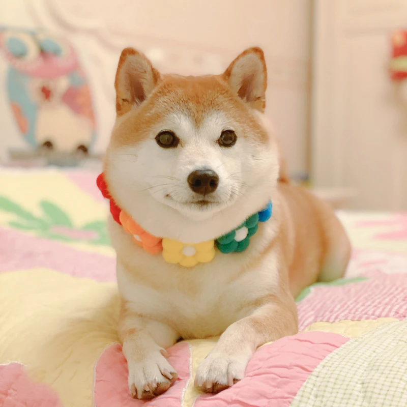 狗狗彩虹花朵项圈宠物饰品装饰衣服装扮用品柴犬柯基脖圈围脖可爱