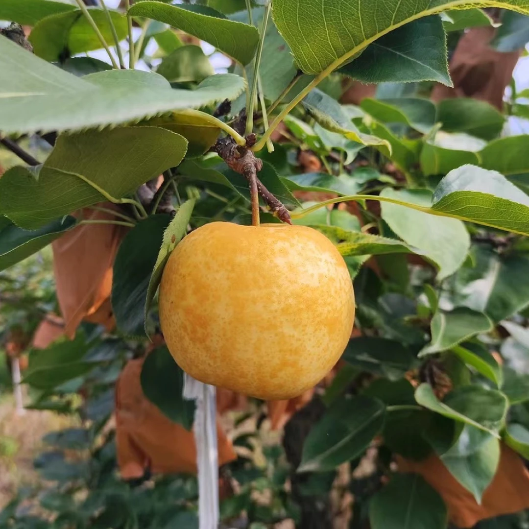 {赫专属} 双十一 黄金蜜梨 细皮嫩肉 汁水多 甜无比 (8’9粒随机)