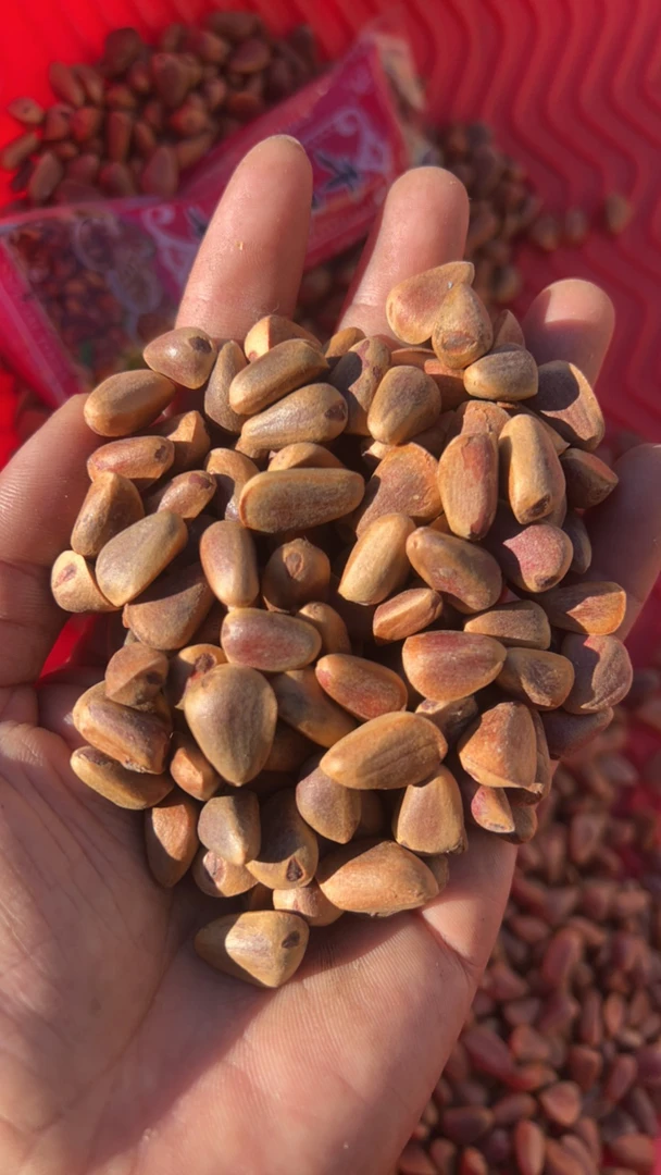 2025年天然林散松籽生籽