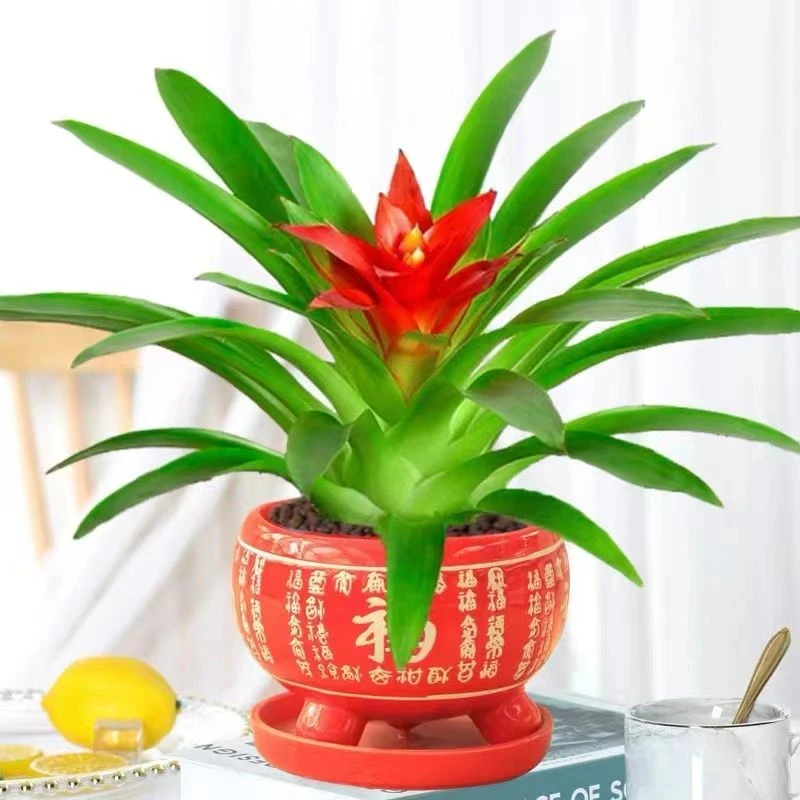 【拍一发二】带陶瓷盆鸿运当头盆栽绿植物花卉客厅室内桌面