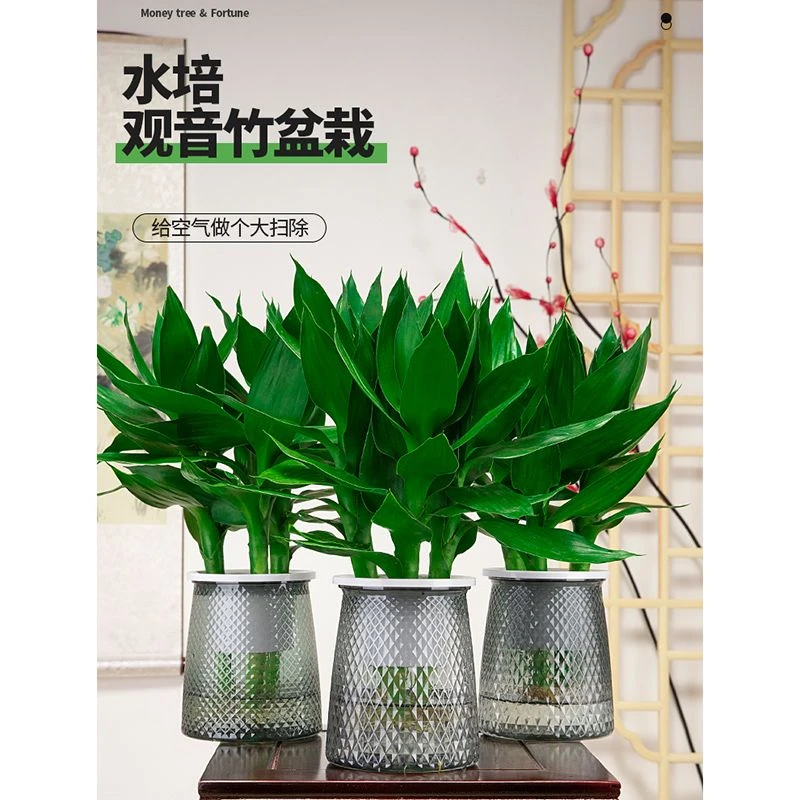观音竹富贵竹水培植物办公室花卉室内盆栽转运竹水养