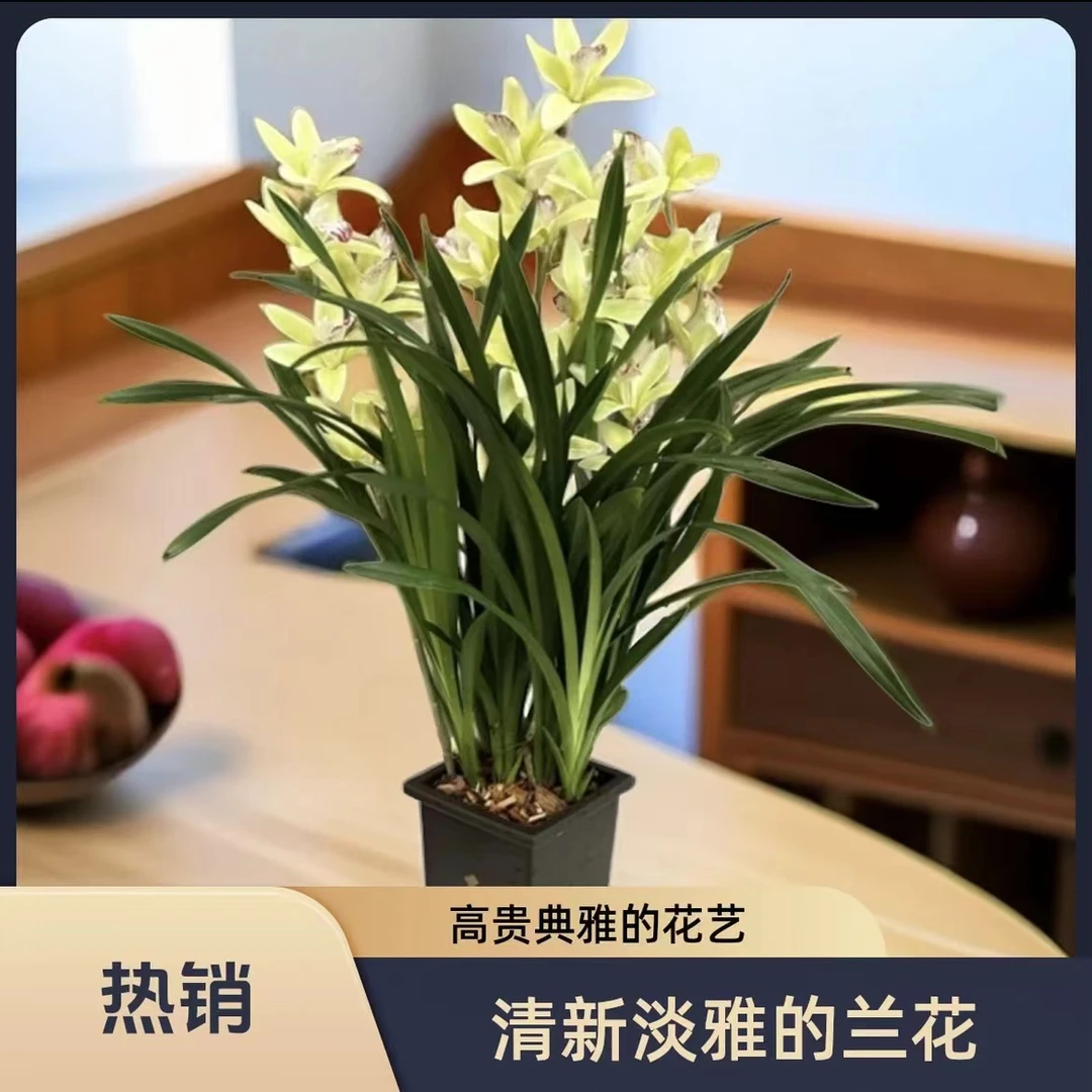 雪山翡翠四季兰兰花苗6-8株苗基地直发带花盆