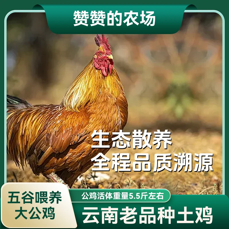 直播专用【云南老品种土鸡】 高山散养 8月以上