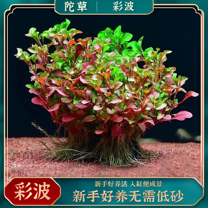 【彩波】水草活体真植物好养鱼缸造景阴性水草淡水增氧净水中后景草