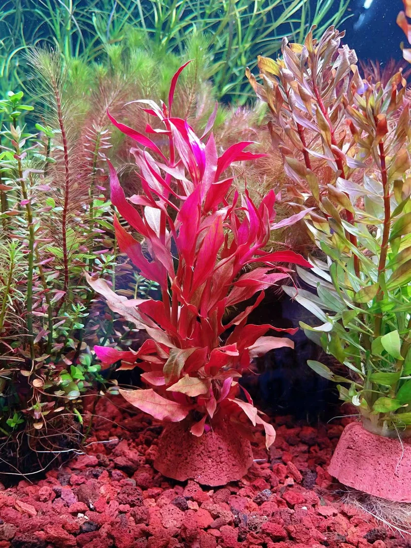 【血红心兰】火山石底座-紫红玫瑰丁香网红水草鱼缸生命之树造景