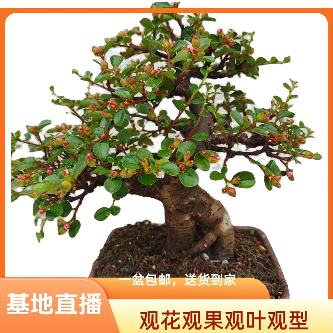 耐寒耐热型海棠花老桩盆栽花卉绿植可室内外种植石榴树荀子盆景