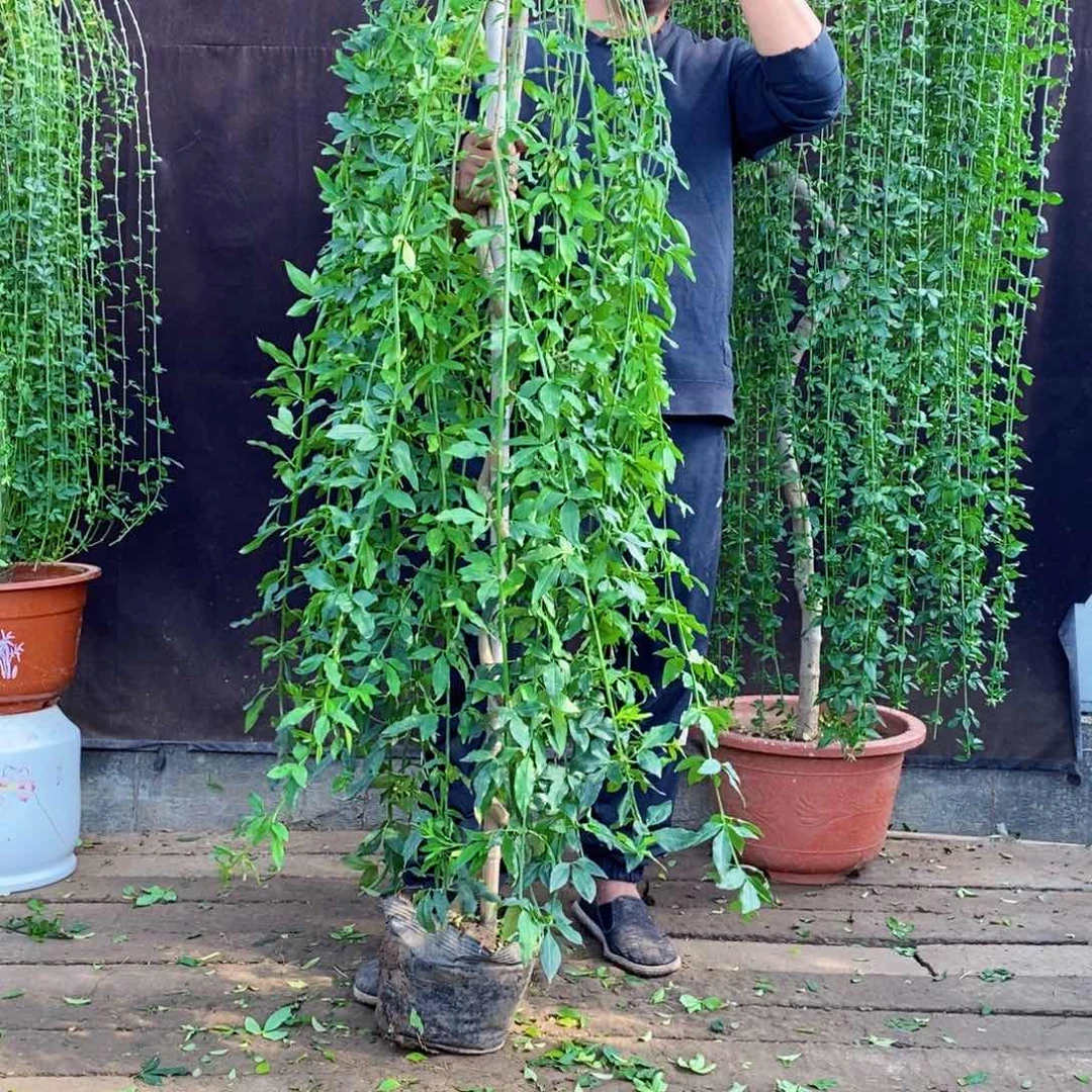 探春花，一物一拍，落叶期