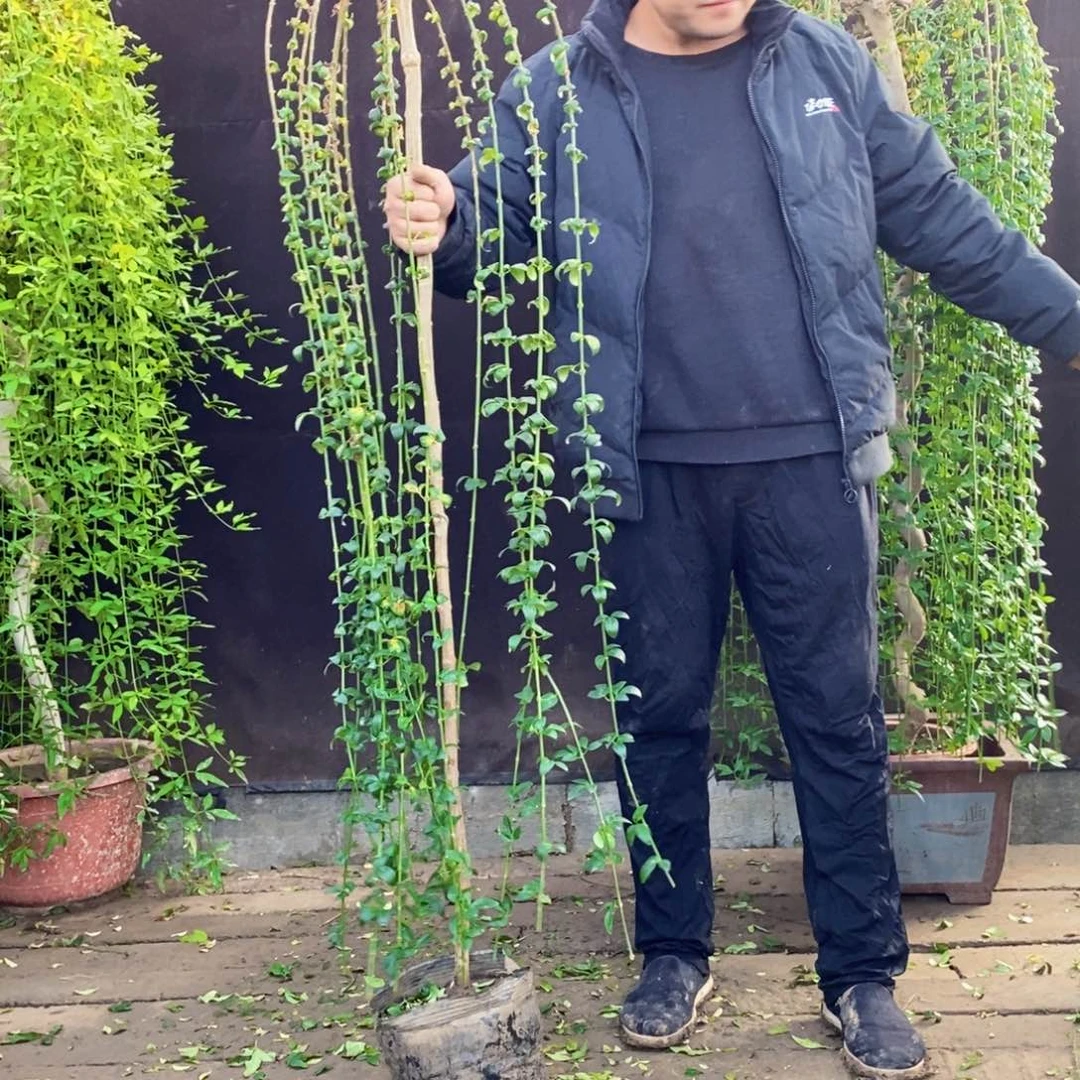 迎春花，一物一拍，落叶期