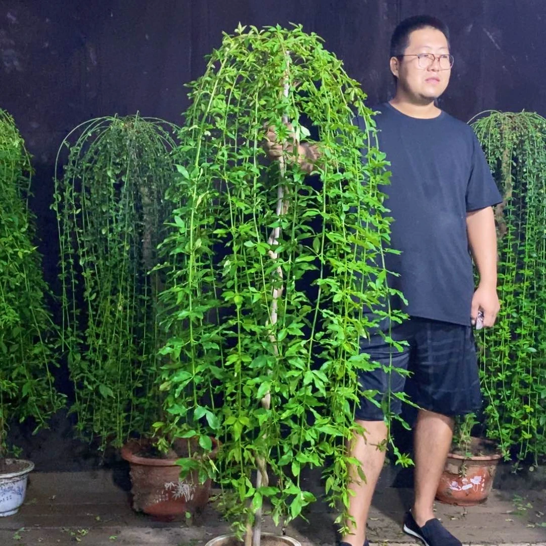 探春花，高度1.6米