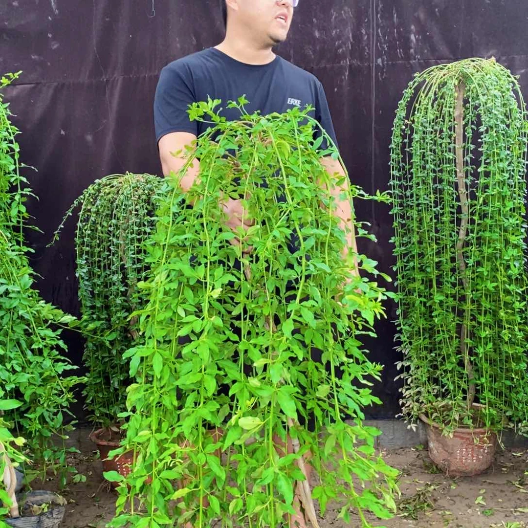 探春花，带盆包邮