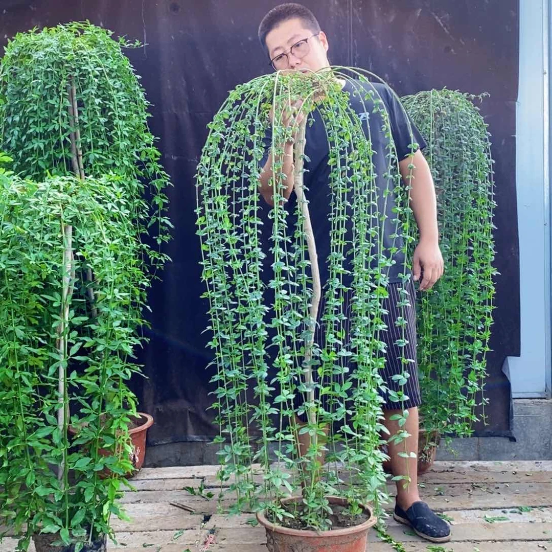 迎春花，一物一拍
