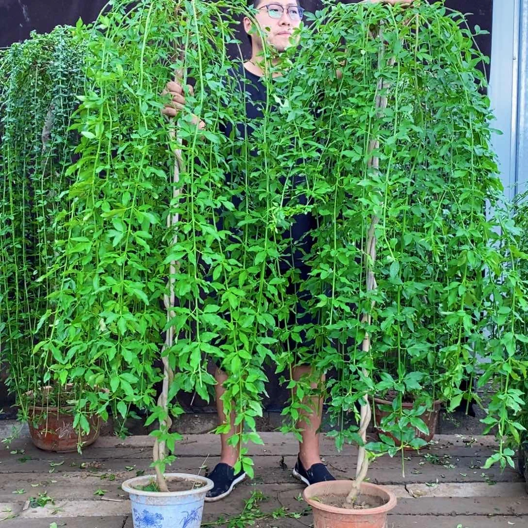 探春花，两颗，包邮