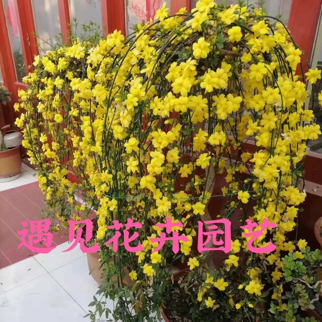 探春花，黄素馨，春节开花，花期三个月左右