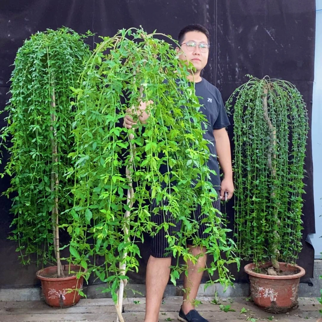 探春花，一物一拍