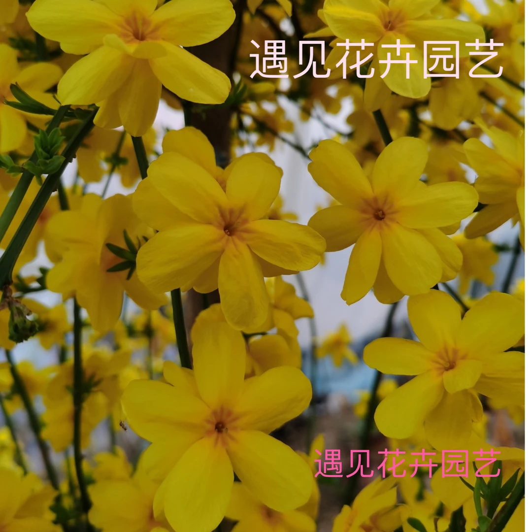 探春花 迎春花热卖 春节前后开花直播间一物一拍夏季耐高温花期长