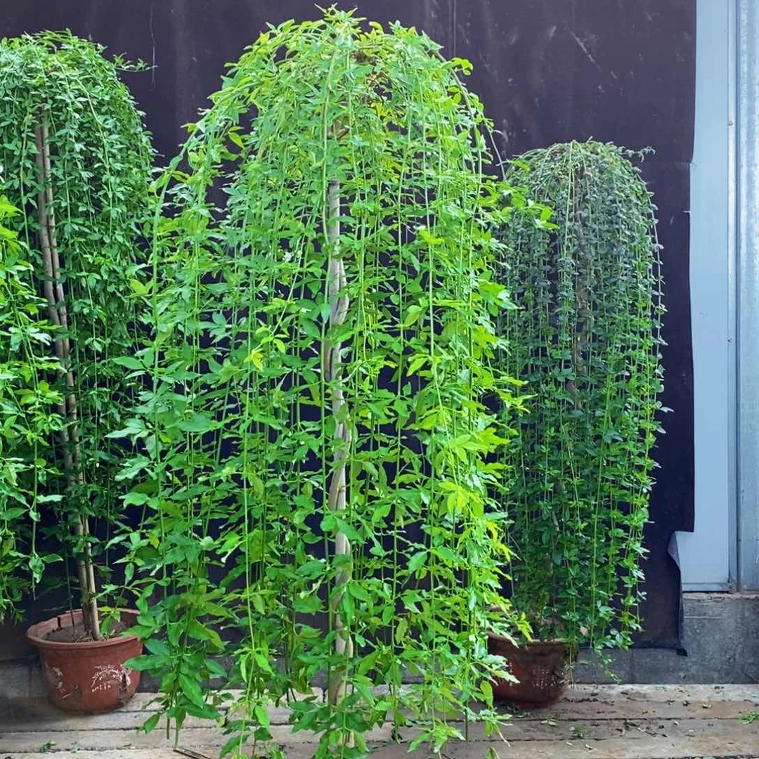 探春花，一物一拍