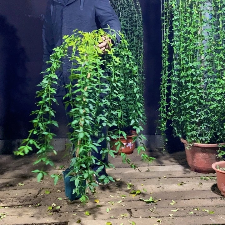 探春花，一物一拍，落叶期