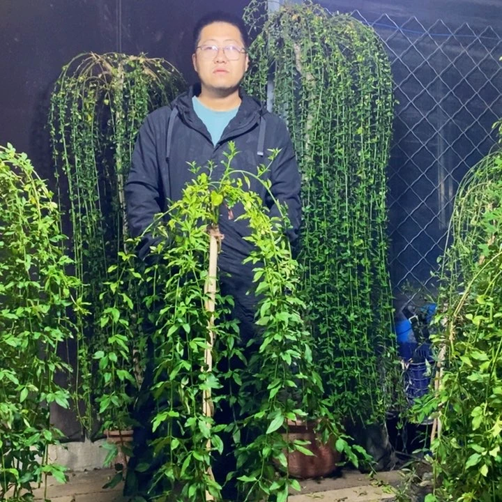 探春花，小苗包邮