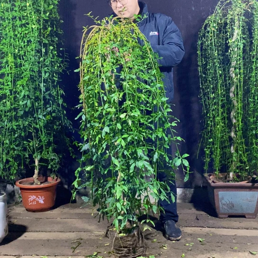 探春花，一物一拍，落叶期，高度1:36