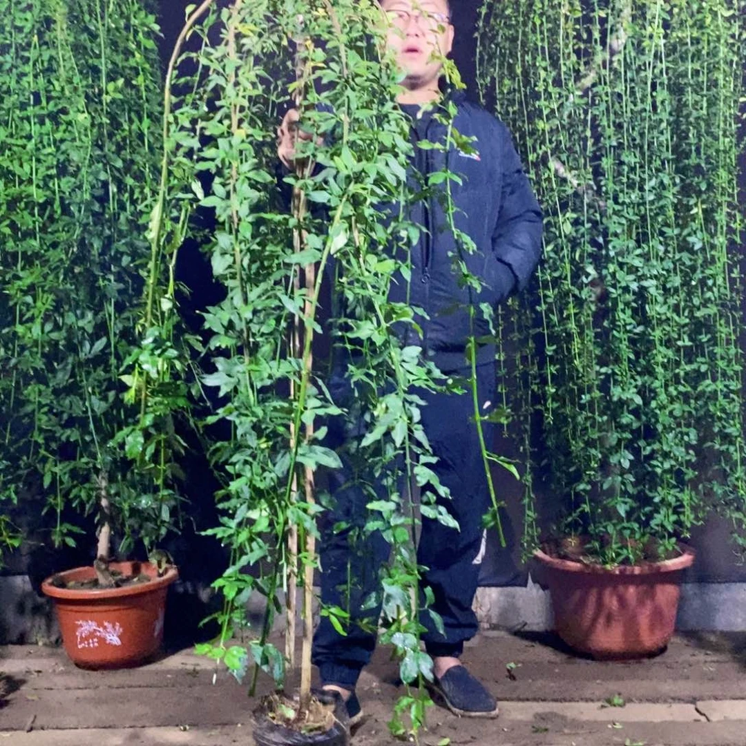 探春花，一物一拍，落叶期，高度1.55