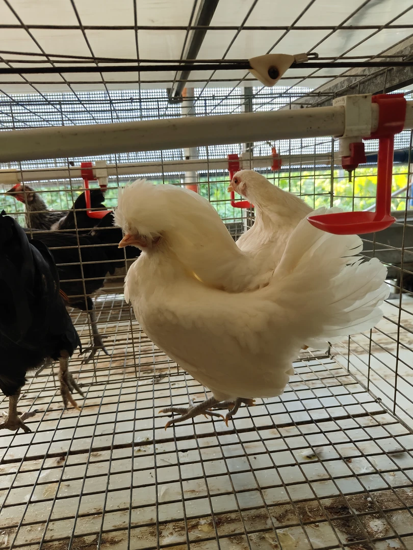 散养帽子鸡优质观赏鸡