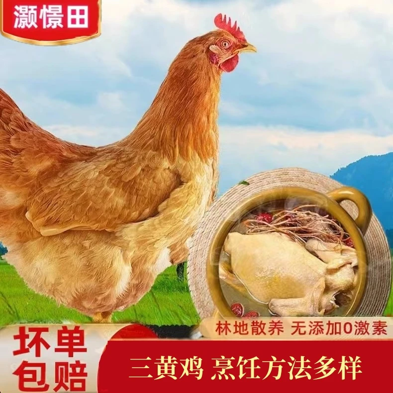 三黄鸡农家散养土鸡新鲜现杀整鸡冷冻生鲜商用批发走地白条大盘鸡