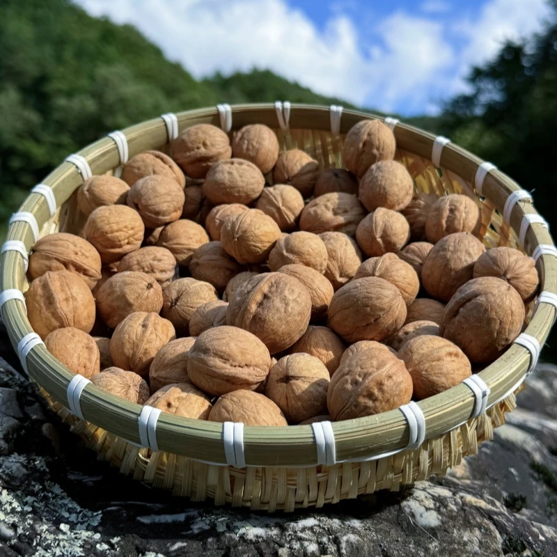 秦岭高山野核桃人工高山采摘自然晒干山核桃新货坚果零食特产