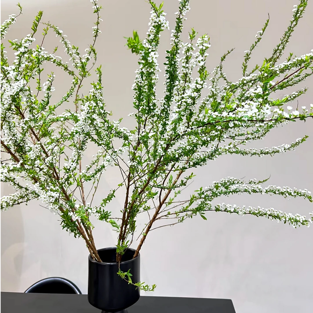 【新人专享】干支雪柳10-12枝爆款 自有基地智慧温室漂亮鲜花鲜切花品质山东次日达北京天津河北河南同城