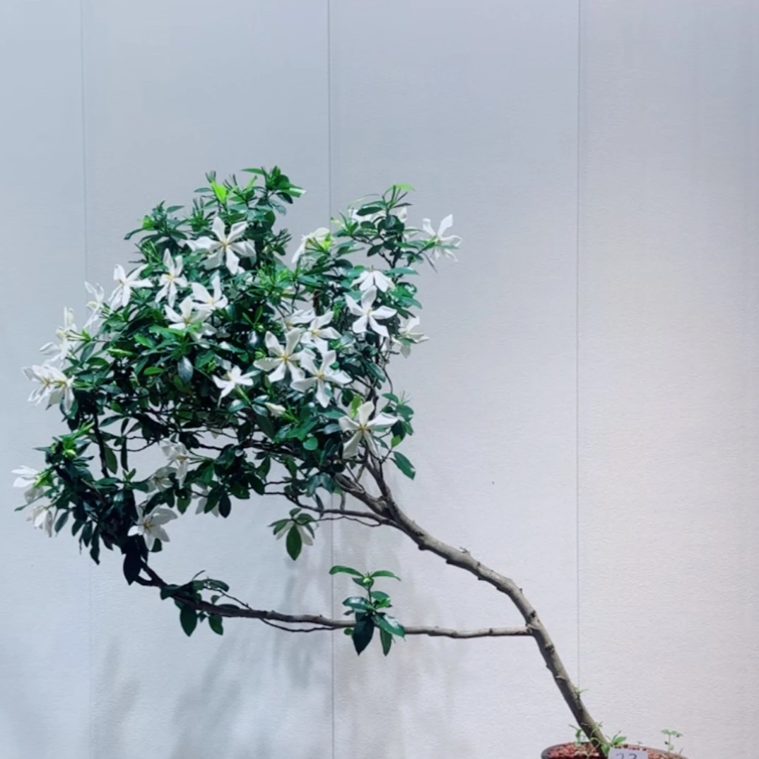 高山栀子花春花映山红老桩茶室庭院造景