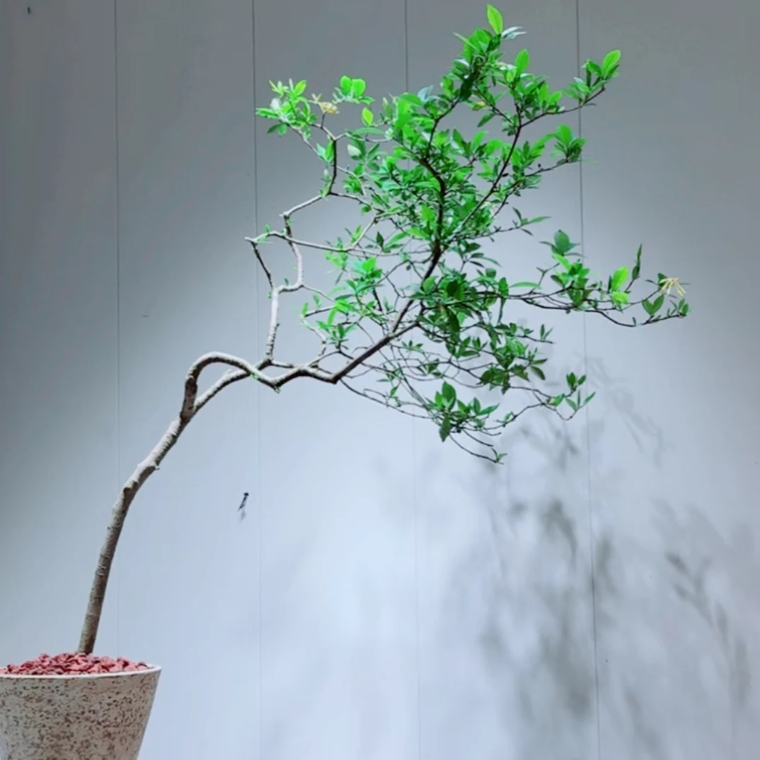 栀子花盆栽盆景春花盆栽盆景映山红盆栽盆景
