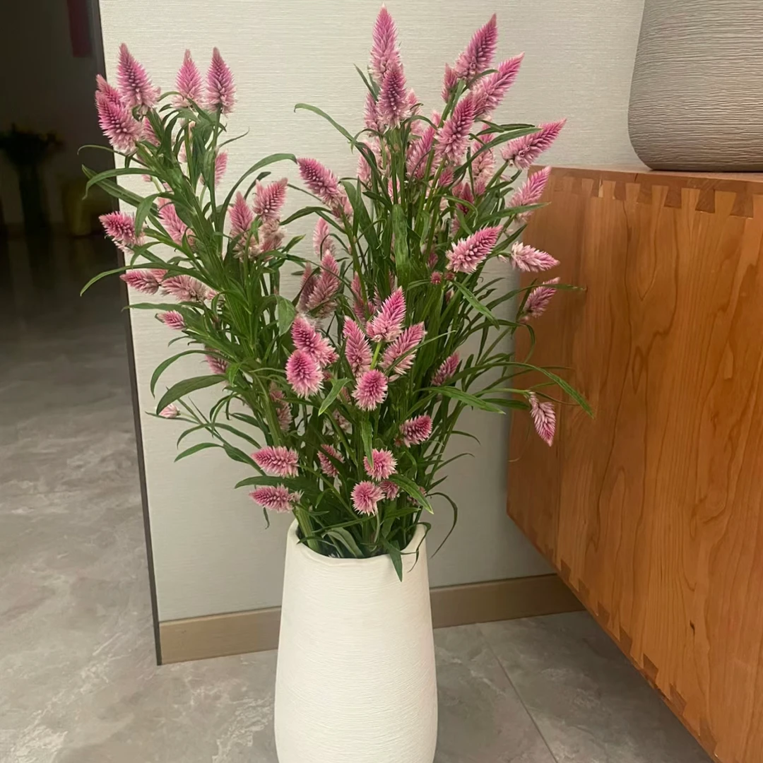 【壹束干花】小众花材——凤尾  （可做干花）