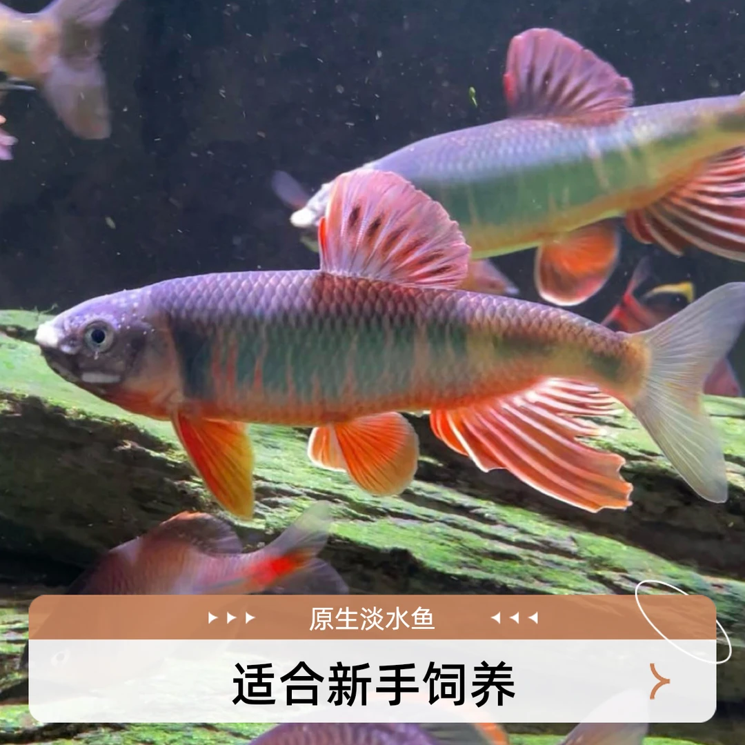 六安宽鰭躐溪流原生鱼