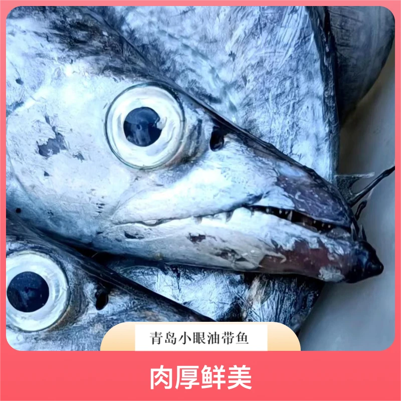 【网带】5斤净重  精品无破肚 整条发货   青岛小眼油带 带鱼雷达网