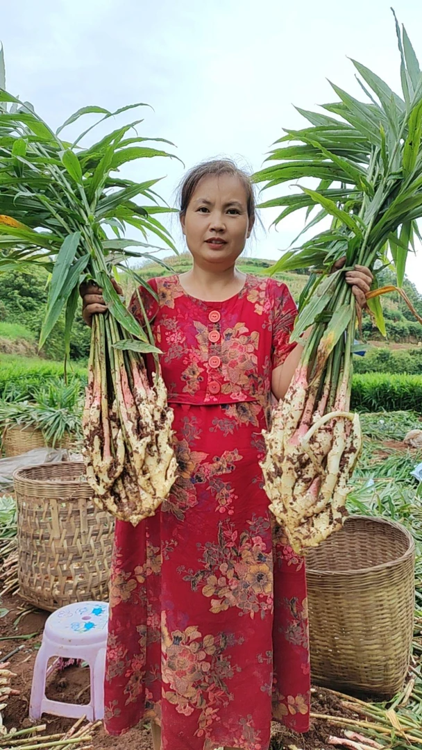 四川正宗红芽嫩姜/川姜/竹根姜，坏单包赔,自产直销，农家现挖生姜