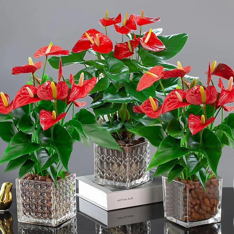 红掌白掌花卉绿植盆栽水培植物室内好养四季开花免浇水一帆风顺