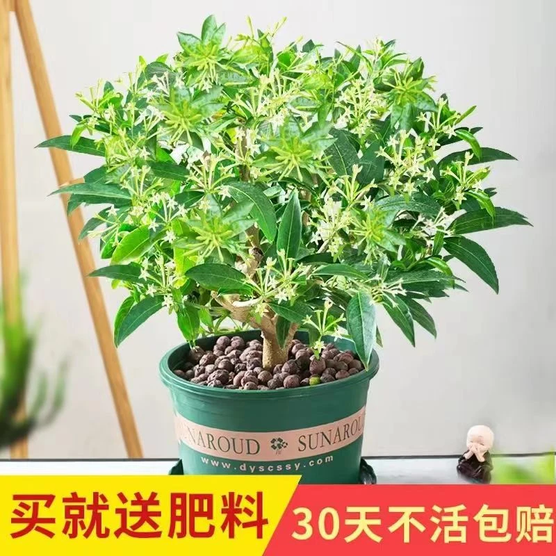 夜来香花树苗盆栽带花苞植物室内外阳台花卉绿植四季开花浓香驱蚊