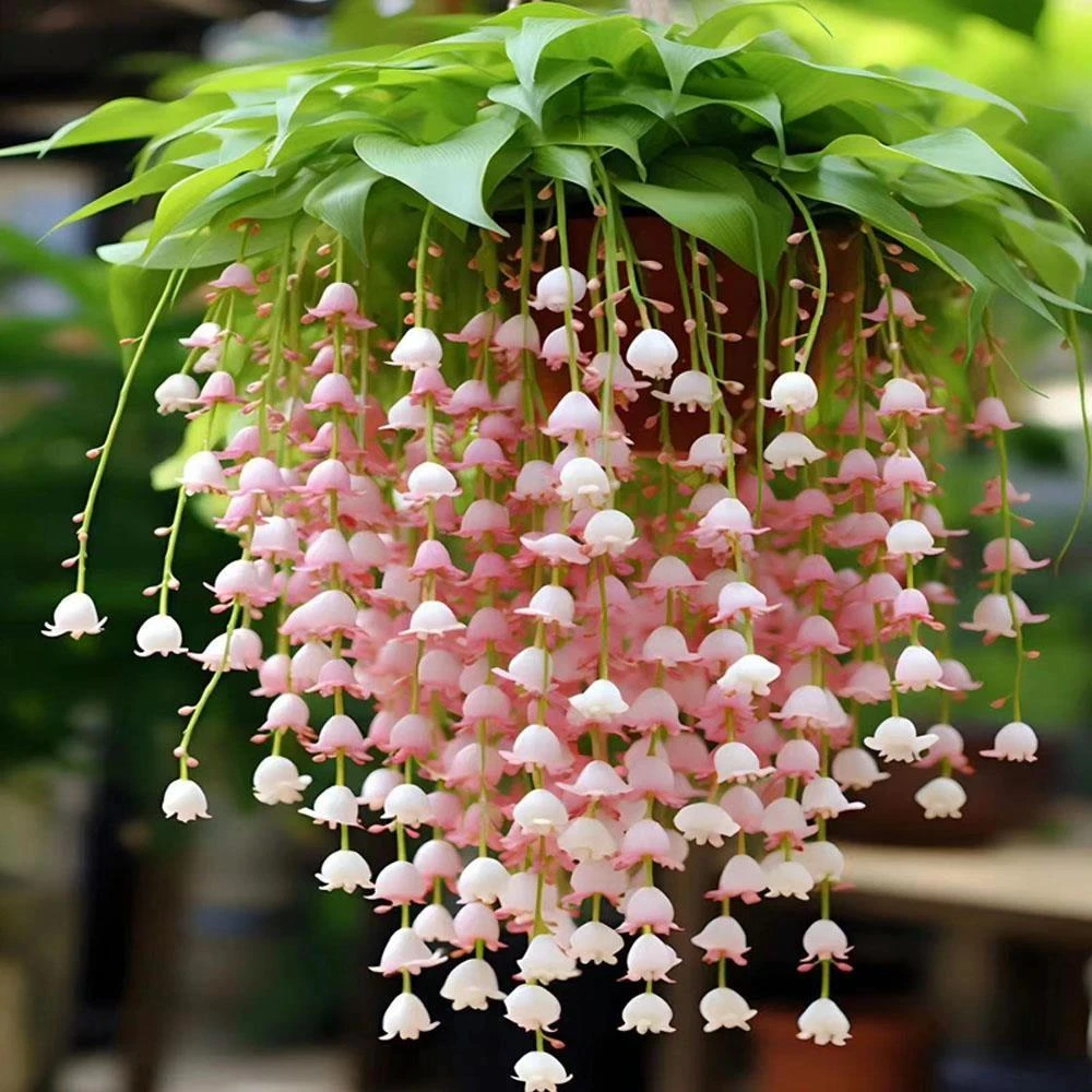 发芽带根】香水铃兰花盆栽花卉绿植四季开花客厅外耐寒耐冻好养护