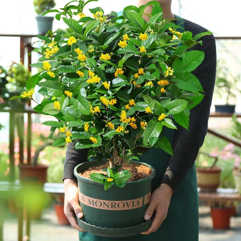 金桂花树苗盆栽浓香型八月桂花苗庭院耐寒大树苗四季开花卉客厅