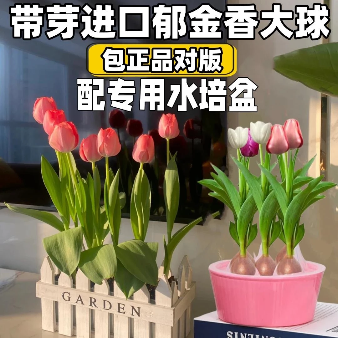 郁金香郁金香种球懒人进口耐寒水培植物郁金香水培器皿室内花卉