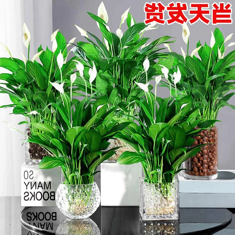 白掌盆栽一帆风顺水培植物客厅室内好养花卉绿萝箩红掌四季易活开