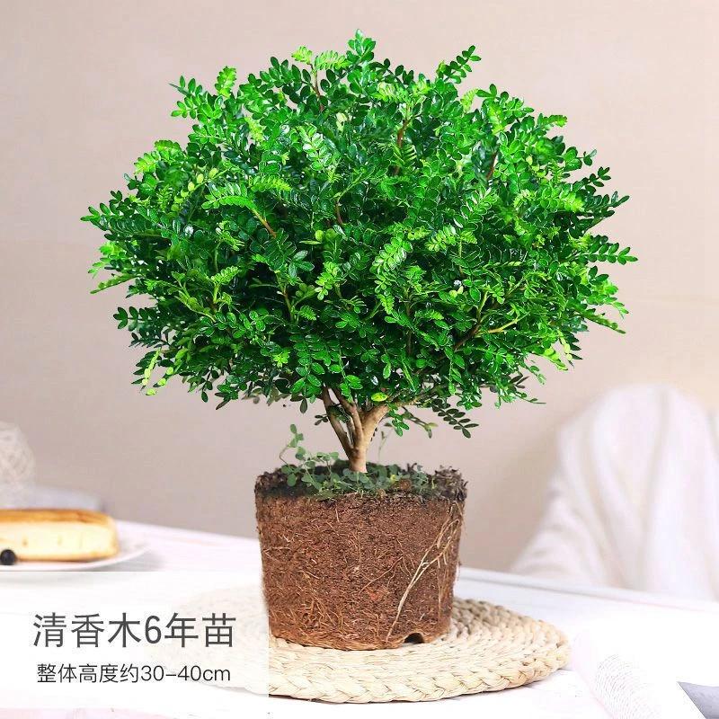 驱蚊草植物清香木盆栽胡椒木室内净化空气办公室四季好养植物