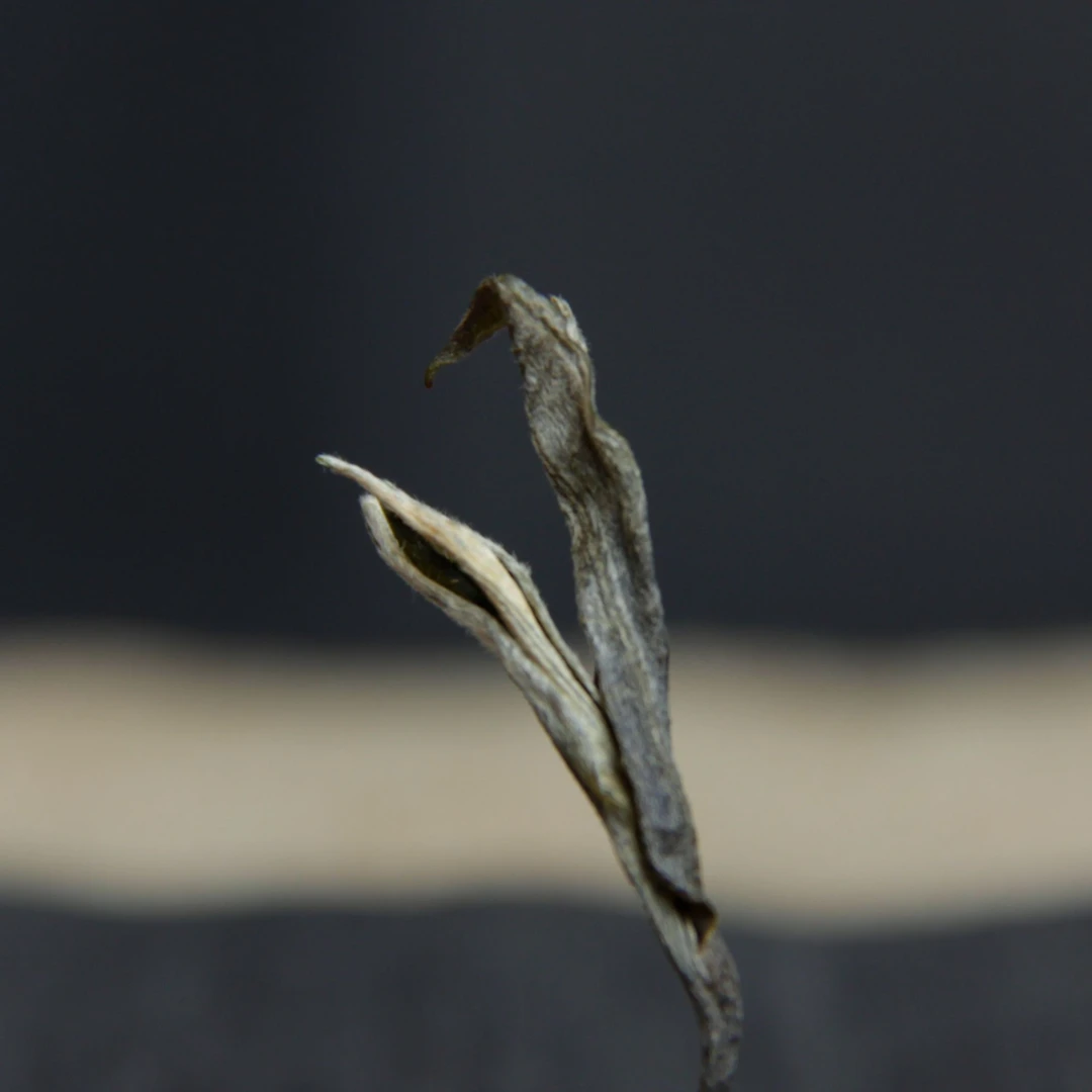 【开明古韵】2024年云南普洱茶生茶易武头春采摘100克*2袋散茶