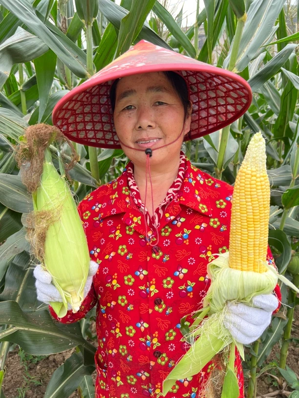 乐乐家甜玉米新鲜嫩玉米4.5斤到4.8斤包邮