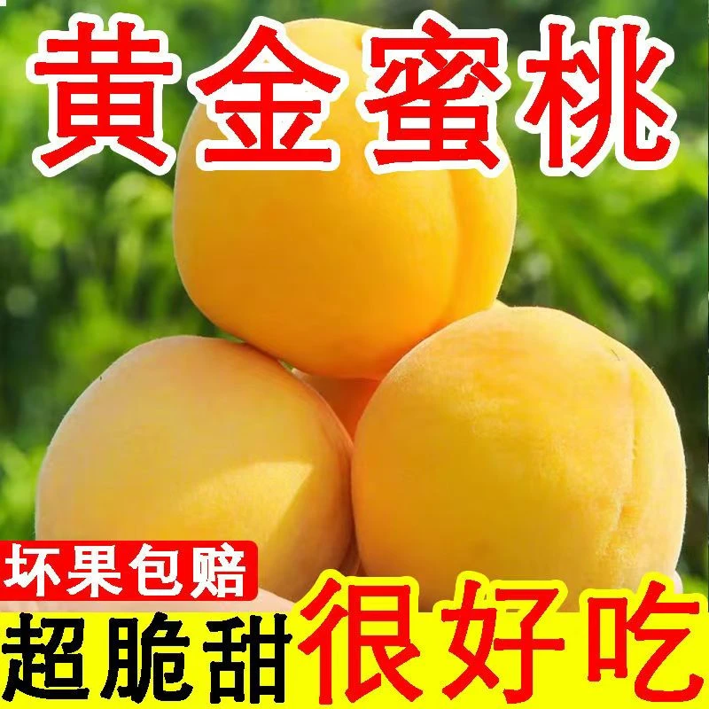 正宗陕西西瑞黄桃脆甜黄金蜜桃产地直销现摘现发应季新鲜水果桃子